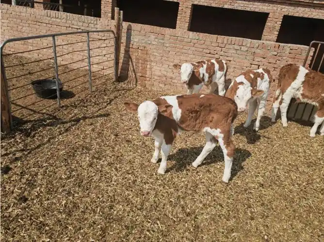 幸福之路苏木肉牛改良助力养殖业高质量发展