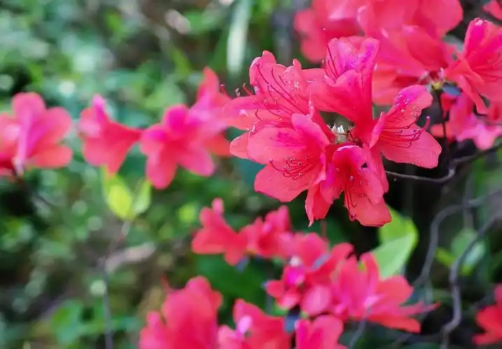 野生杜鹃(映山红)