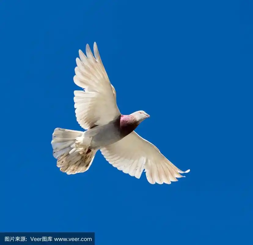 一只鸽子在蓝天上飞翔
