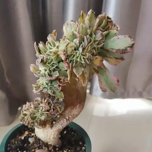 木木林的灿烂缀化～26的养殖方法,灿烂缀化～26的繁殖方法 - 绿手指