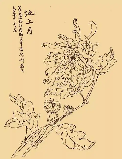 这么美的白描菊花,忍不住要分享给你!