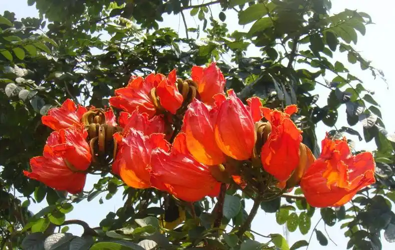 火焰般火红的非洲火焰木花朵