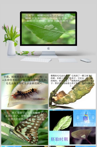 毛毛虫变蝴蝶过程ppt模板
