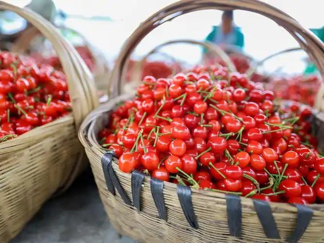 贵州罗甸樱桃采摘忙7