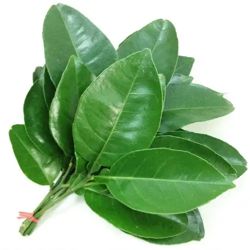 顺丰包邮柚子叶新鲜去晦祛霉气净身转运开运洗澡30年老树当天现摘