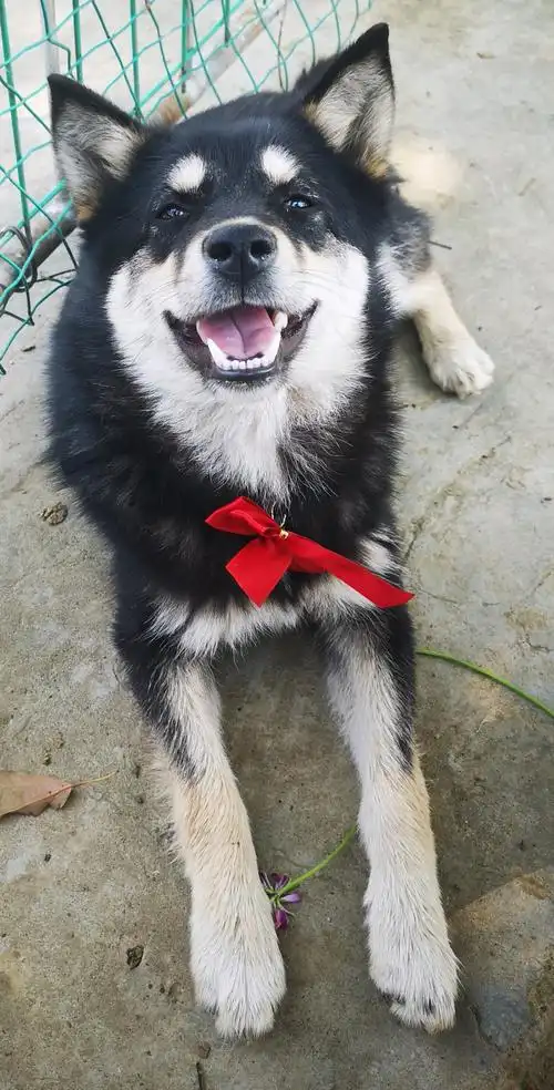 我家的网红狗来福