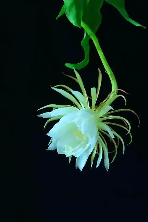 一种别样的含义,在离别之时赠送茉莉,意思是,送君茉莉,请君莫离3昙花