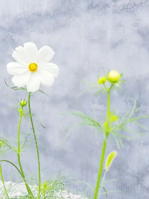 白色的波斯菊也好