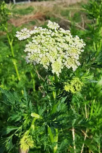 蛇床花|手机花卉摄影系列