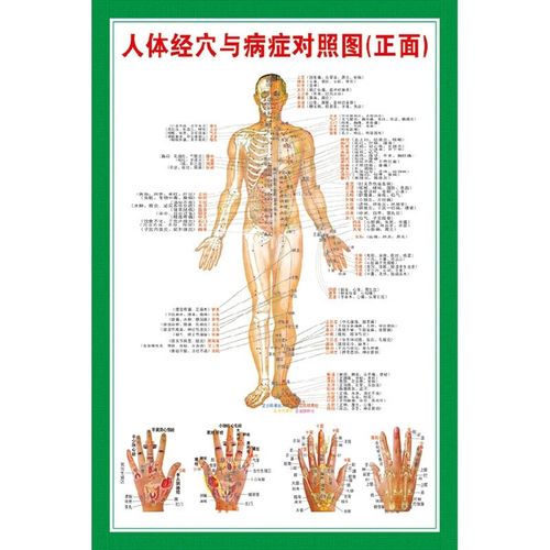 001 绿色(人体经穴对照图正面) pp胶(撕开可贴) 40x60(厘米)=24