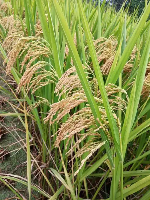 当秋风吹拂着你的双颊,稻田里,那一株株饱满的稻穗充满着成熟的厦悦