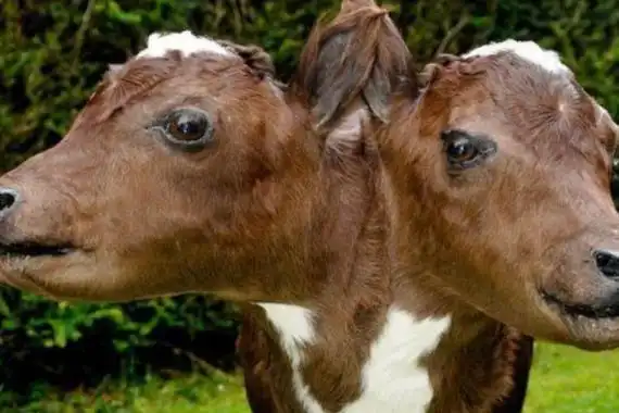 切尔诺贝利附近都是人类的禁区,在人类退出以后,当地就成为了野生动物