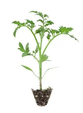 蔬菜苗小番茄西红柿苗秧甜辣椒樱桃矮生四季阳台盆栽圣女果苗幼苗