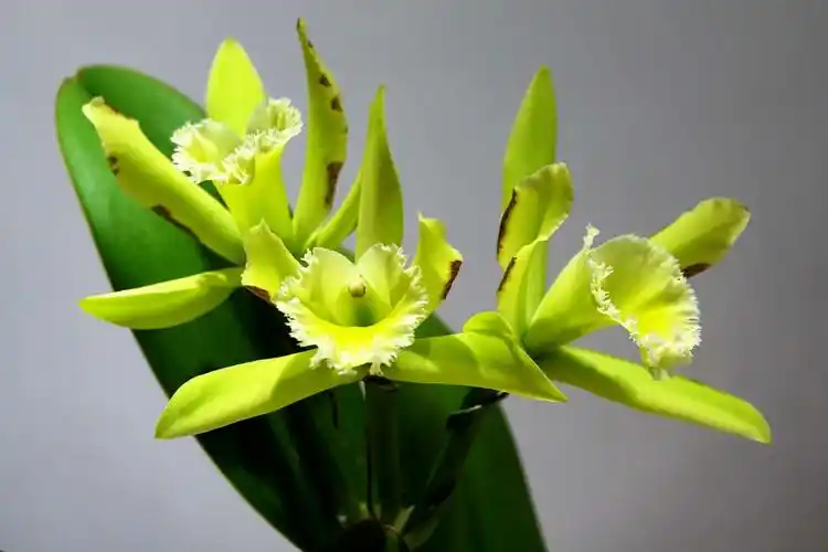 北京植物园2019第15届兰花展 - 美篇