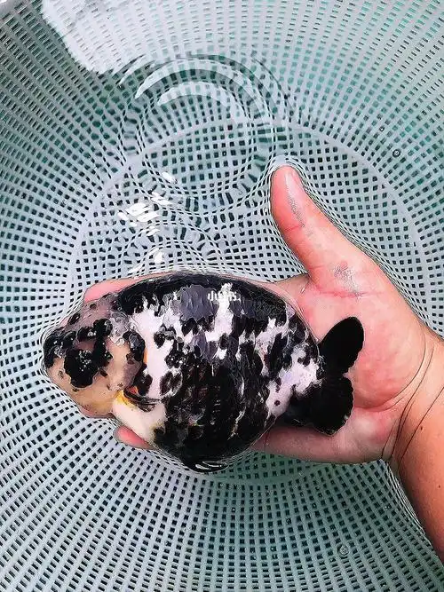 粗壮大体白底重墨