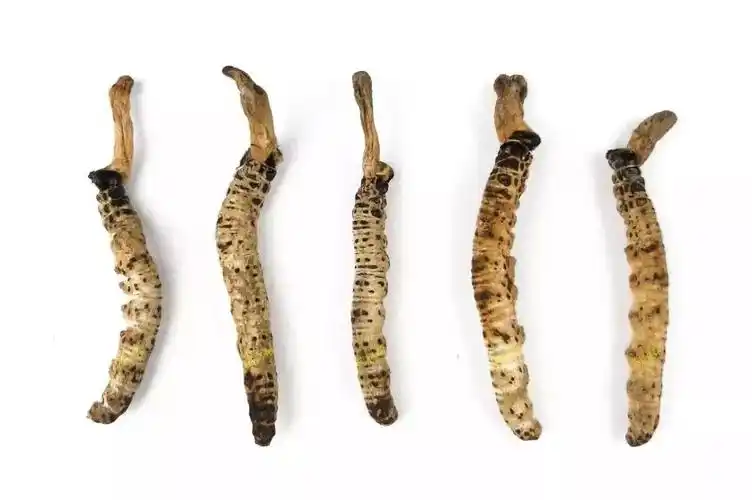 这是因为,古尼虫草外表有一层灰白色的纤维状附着物.