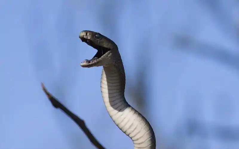 黑曼巴最具危险性的毒蛇之一