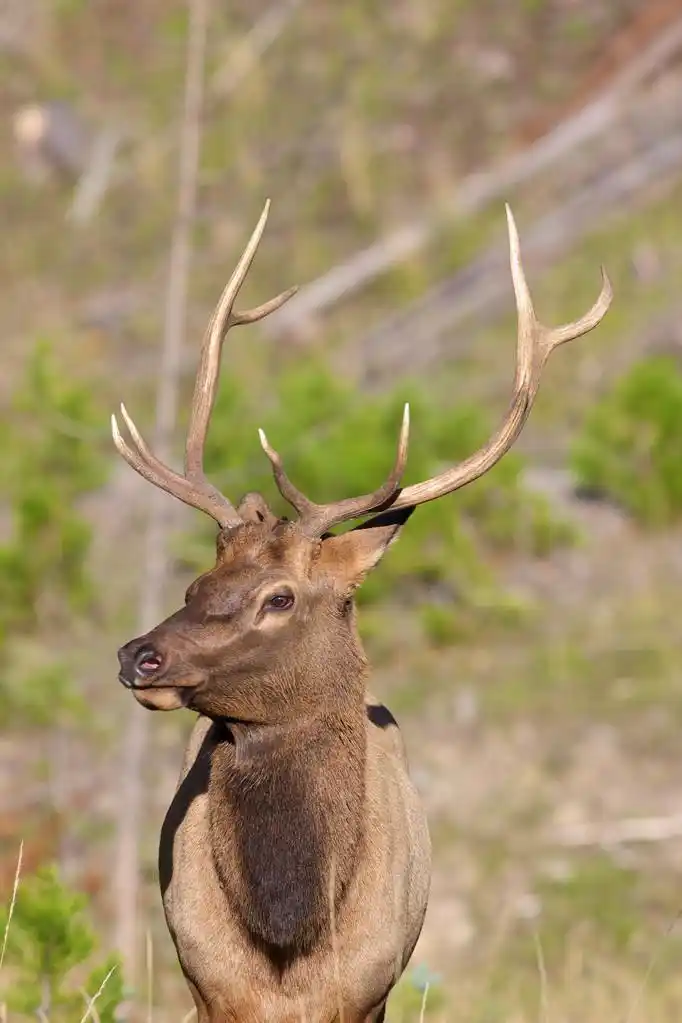 麋鹿,好的麋鹿在秋季初