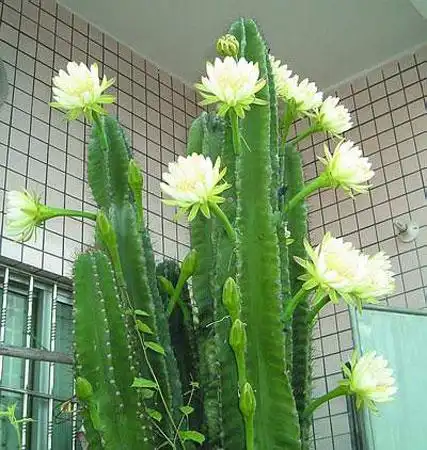 龙骨花图片_龙骨花的养殖方法_龙骨花怎么养_龙骨花有毒吗-花语谷网