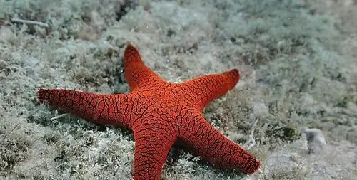 海洋深处的生物,你认识几种