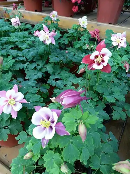 大花耧斗菜的养护方法和观赏价值