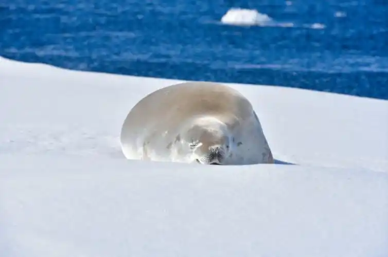 在长达数公里的冰缝周围,经常趴着很多海豹——冰缝是它们出入海面的