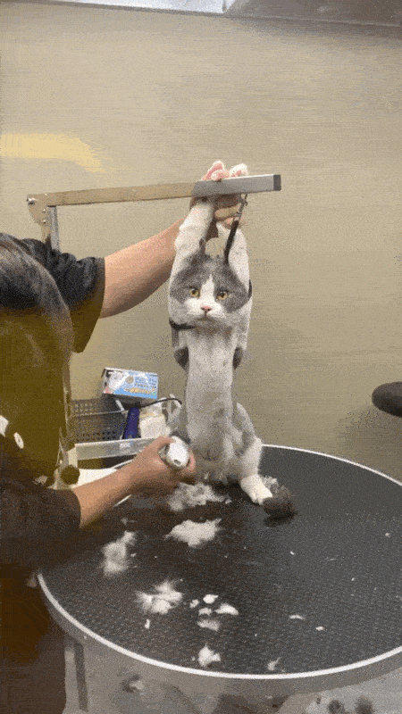 惨遭鬼畜 一星好评后,提供网课的钉钉在线求饶:大家都是我爸爸!