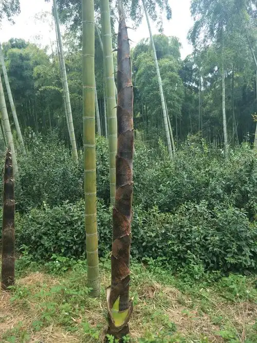 这棵幼竹宣布我要成年了,撑开保护,我要自由生长了!