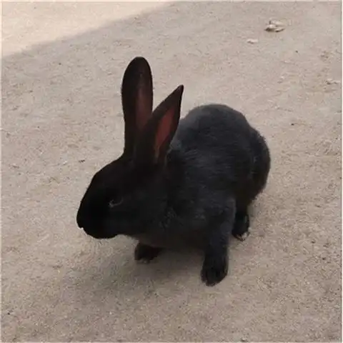 自家养殖中华莲山黑兔种兔肉兔活体大型纯黑兔成年种兔可繁殖中华黑兔