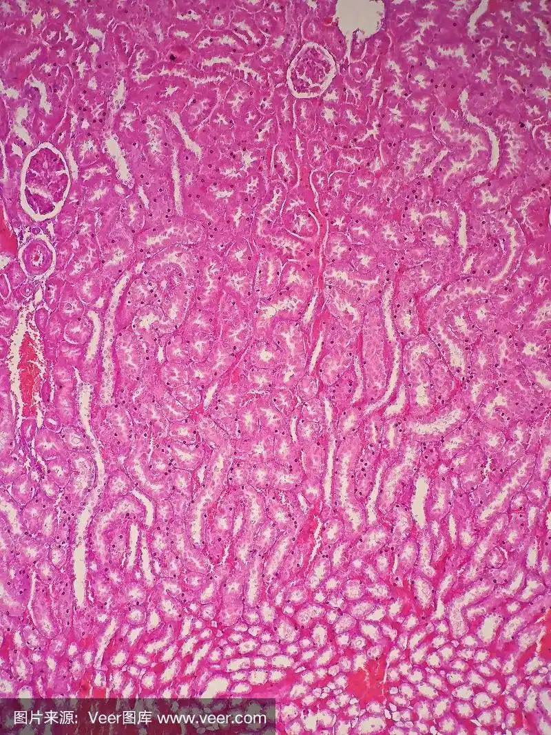 显微镜下观察人肾组织学