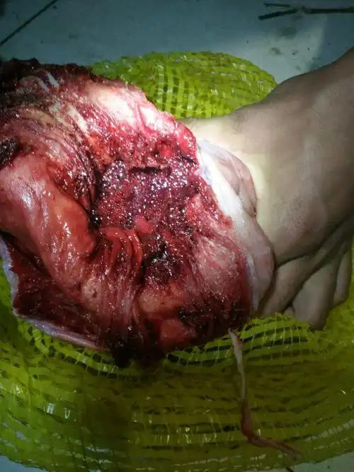 猪胃里面都是血 有人说是猪砂?有没有知道的?或者想收购的?