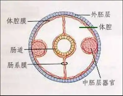 三胚层无体腔无体腔:肠道与体壁之间无空腔.