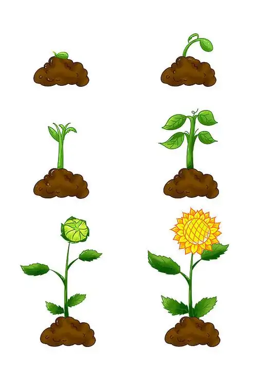 植物生长过程套图滴水观音黄豆生长过程观察手抄报手绘卡通人物生长