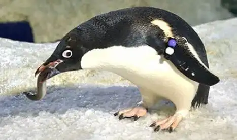 企鹅爱吃鱼?其实他们几乎没有味觉