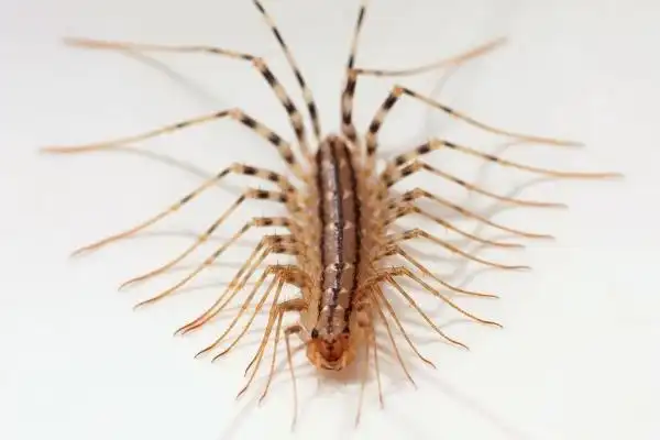 蚰蜒是什么动物有毒么被咬后会导致皮肤起泡疼痛难忍