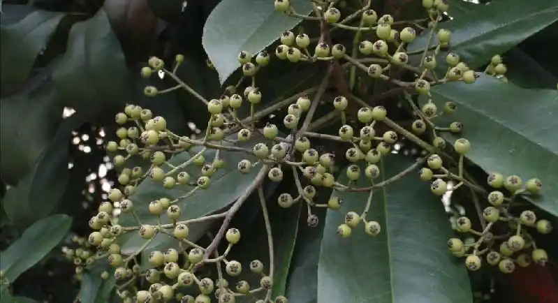photinia glabra),又名扇骨木(江苏),光凿树(湖南),红檬子(四川),石斑