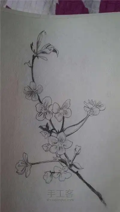 桃花简笔画图片素描