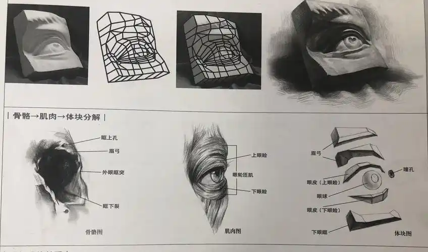 眼部骨骼肌肉剖析