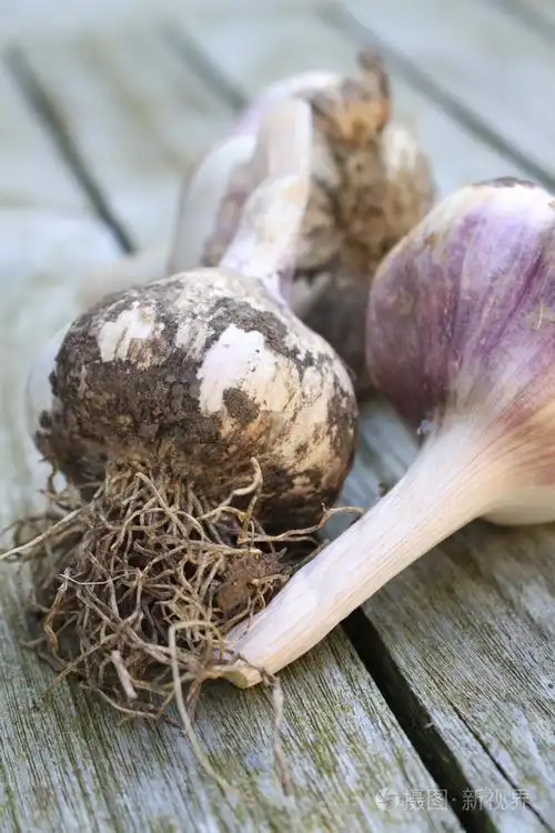 收获的新鲜大蒜鳞茎