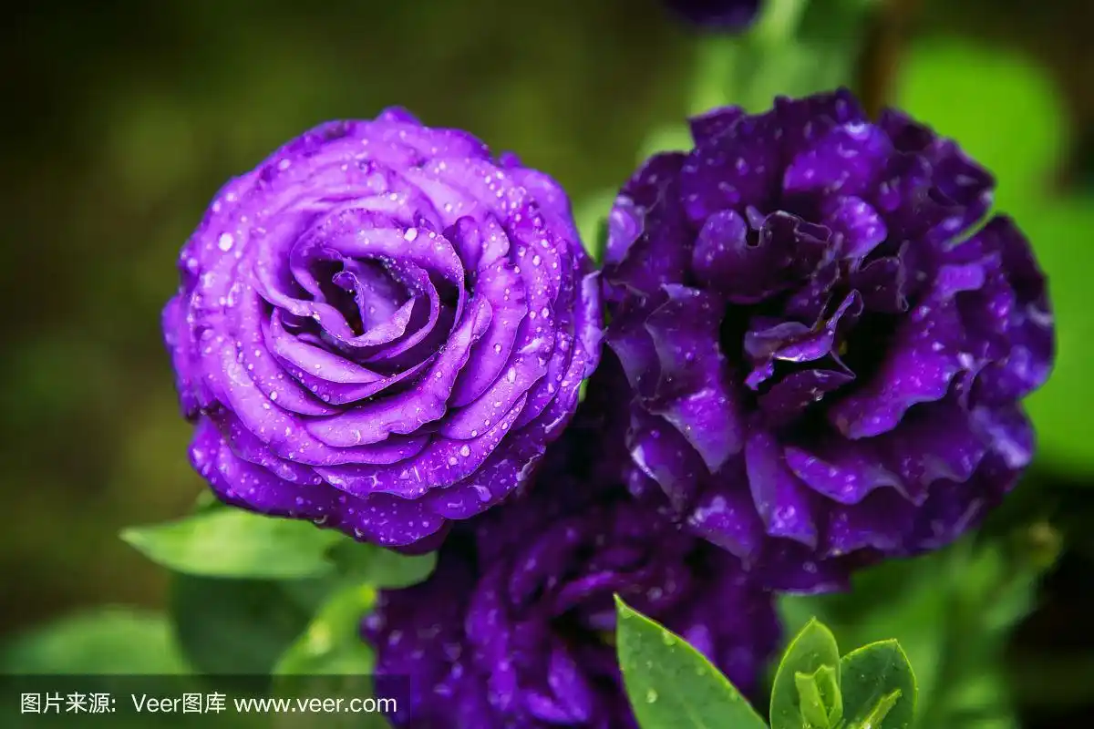 紫色的深玫瑰在花园里