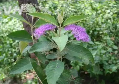 贼仔叶(中药材植物名:裸花紫珠)(植物科目:马鞭草科)别名:火贼叶,贼公