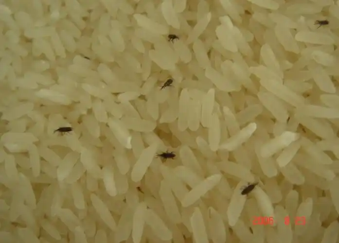 这样的大米发霉了吗?