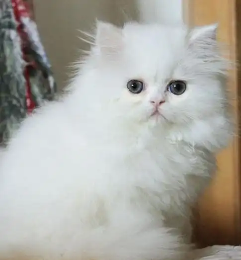 关于波斯猫下载的图片及评论