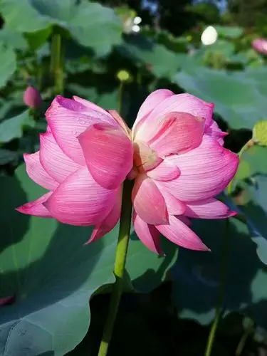 夏日是荷花绽放的最美季节 !