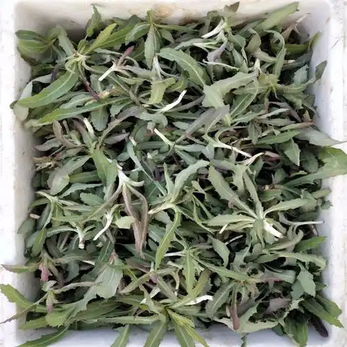 fgacct新鲜苦菜 曲曲菜 苦麻子 曲麻菜 苣荬菜 2斤装【图片 价格 品牌