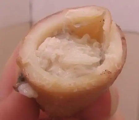 鱿鱼脑袋里怎么有白毛?