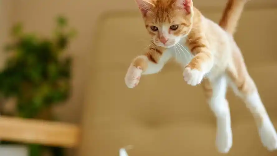 首页 动物与鸟 猫 小猫跳 壁纸 下载 1600x900 小猫跳 桌布, 图片