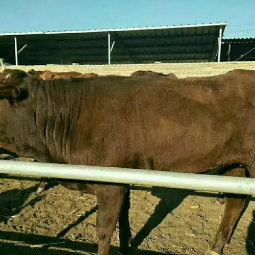 黄牛利木赞牛欢迎前来选购大小西门塔尔好饲养