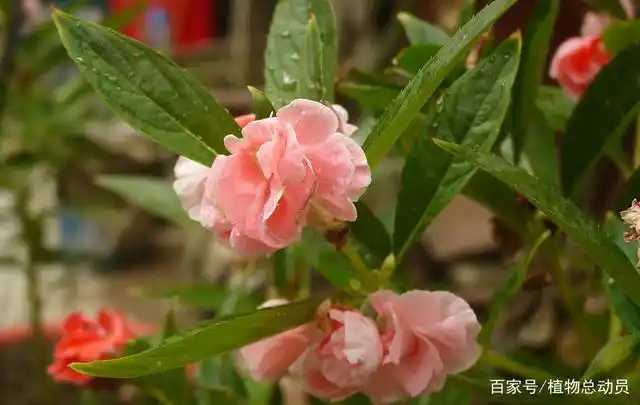 半阴半阳的花卉植物