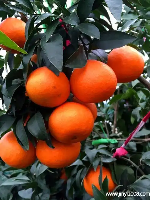 红美人柑橘食用价值极高,果肉黄橙色,柔软多汁,囊瓣